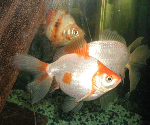 Creamsickle...not because she chose that name, but because I was hungry