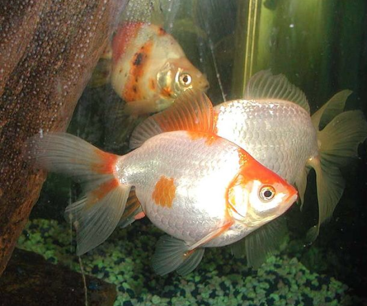 Creamsickle...not because she chose that name, but because I was hungry