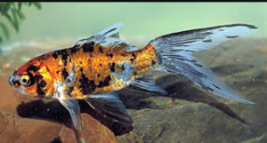 Maria, the Samba swimmer