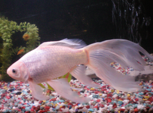 Thor...he almost looks like a "Princess", doesn't he? That's why he appealed to my softer side. 