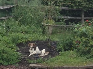 Lucky.  No daisies. Yet. RIP Sweet boy <3