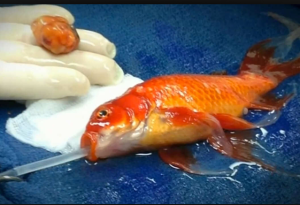 CHARMAINE!!!! LIFE SUPPORT! STAT!!!