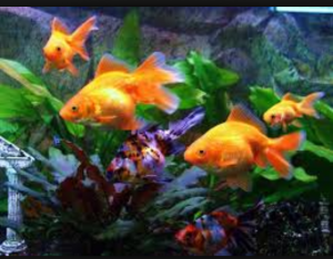 If you happen to see the ladies pictured here: Bobbie, Joanne, Claire, and Sarah...where's Charmaine?